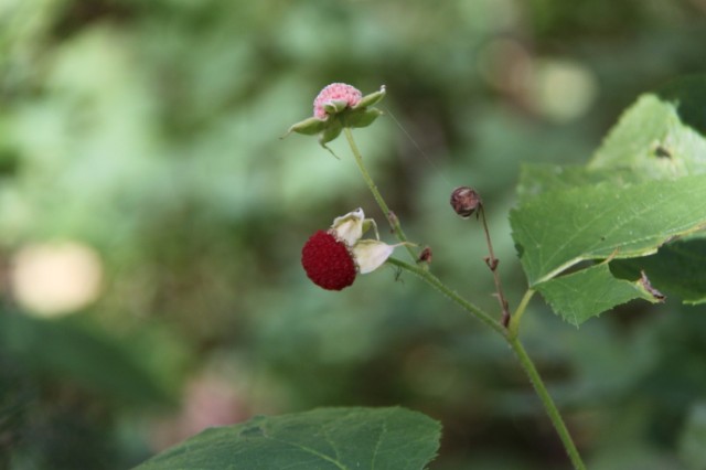 Frambozen waren niet de enige soort bessen die in het wild groeiden, we hebben ten minste 8 verschillende eetbare soorten gezien. Het eten hebben we overigens aan de beren overgelaten, zoals dat in een nationaal park hoort.