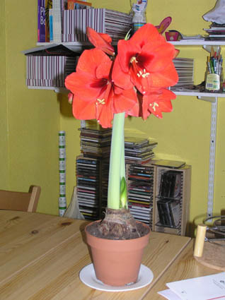 amaryllis.JPG